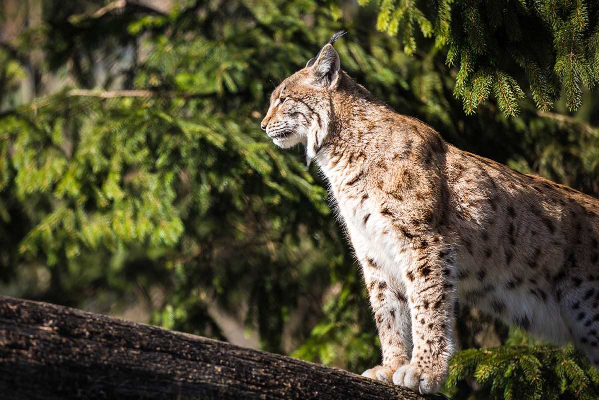 שונר ניצב על גזע עץ ביער